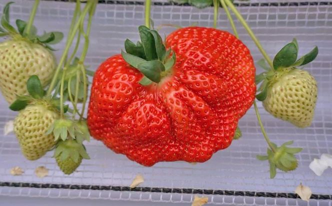 【2026年2月上旬～4月上旬発送予定】厳選大粒あまおう 4パック 計約1000-1080g 苺 いちご フルーツ 国産 冷蔵