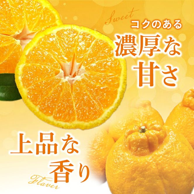 【2027年先行予約】春みかん「デコ」不知火 [約2.8kg] 湯浅町 田村産 (果実サイズおまかせ) / 紀伊国屋文左衛門本舗_V7431