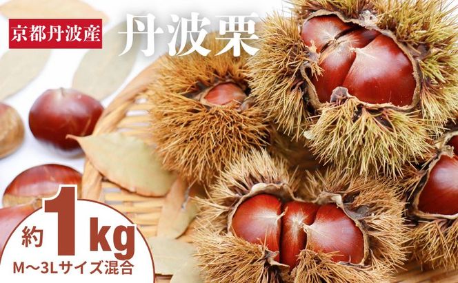 丹波栗 1kg M～3L  サイズ 京都 丹波産 南丹市 大粒 生栗 和栗 国産 丹波栗