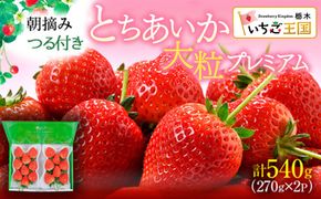 【先行予約】いちご とちあいか つる付き 大粒プレミアム 2パック ※2027年2月～発送