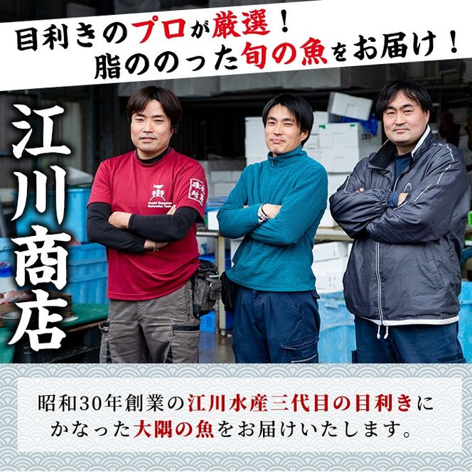 【0193206a】＜数量限定＞鮮度が命！鮮魚問屋が厳選した『早い者勝ち！！200個限定あじBOX』(10～20尾・総量2kg) アジ 鯵 魚 魚介類 鮮魚 海鮮 煮つけ 塩焼き フライ【江川商店】