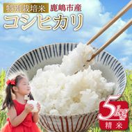 令和7年産 鹿嶋市産 特別栽培米コシヒカリ（精米）5kg【こしひかり 白米 特別栽培米 米 精米 茨城県 鹿嶋市 15000円以内 】（KAK-5）