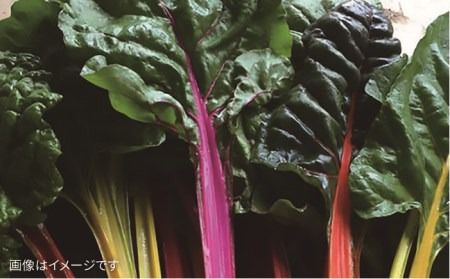 【 全12回 定期便 】 【 福岡県 糸島産 】 朝採れ サラダ用 野菜 セット 《糸島》【オーガニックナガミツファーム】 	[AGE011]