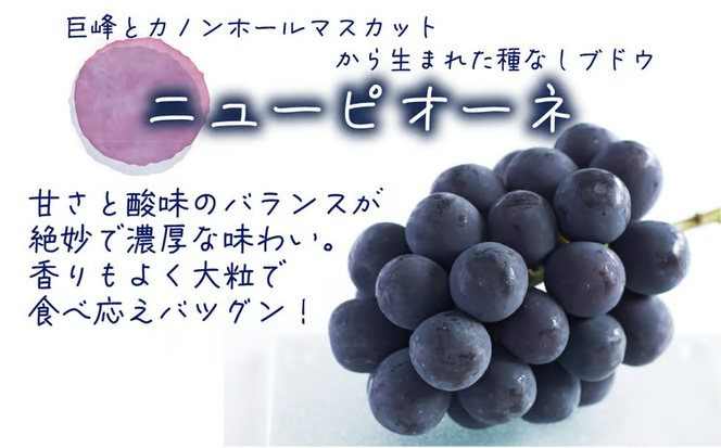 【2026年先行予約】 岡山 花笑み農園の『ニューピオーネ&BKシードレス』1kg(2房) 2026年9月中旬～ 受付順に発送予定 【hana026-02】