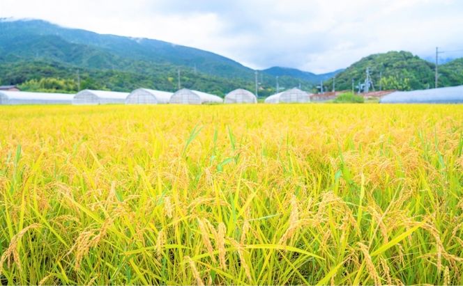 【ふるさと納税】京都 宮津産 コシヒカリ と 旬の野菜詰合わせ お米 白米 精米 コシヒカリ 5キロ ごはん ご飯 おにぎりお弁当 野菜