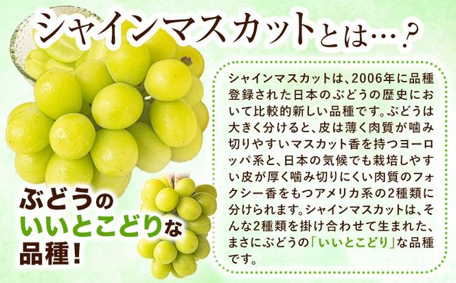 【10月発送】シャインマスカット 約1.3kg(2-3房)《2026年10月上旬-10月末頃出荷》岡山県 笠岡市 シャインマスカット 厳選 ぶどう ブドウ 葡萄 マスカット 果物 フルーツ ギフト---kasaoka_zsy_418_1300-10m---