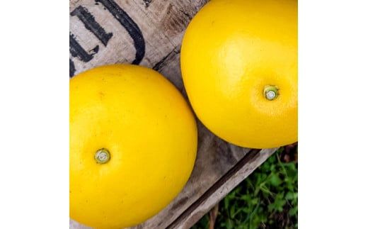 マルツジ果樹園の土佐文旦 家庭用(特大) 約1.5kg 1.5キロ 4Lサイズ 2個入り ぶんたん ブンタン フルーツ 柑橘 みかん 果物 くだもの 柑橘類 デザート ご自宅用 ご家庭用 お取り寄せ 国産