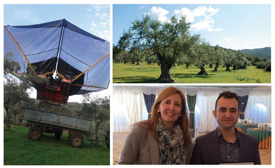 オリーブオイル 有機栽培 エキストラバージン オリーブ オイル シングル 180g 3本 セット 調味料 油 オリーブ油 食用油 ギフト [№5735-2026]