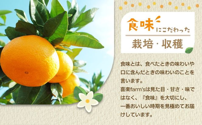 産地直送 有田みかん サイズ 不揃い 約3kg 喜楽farms 【2025年11月以降順次発送】 AL18