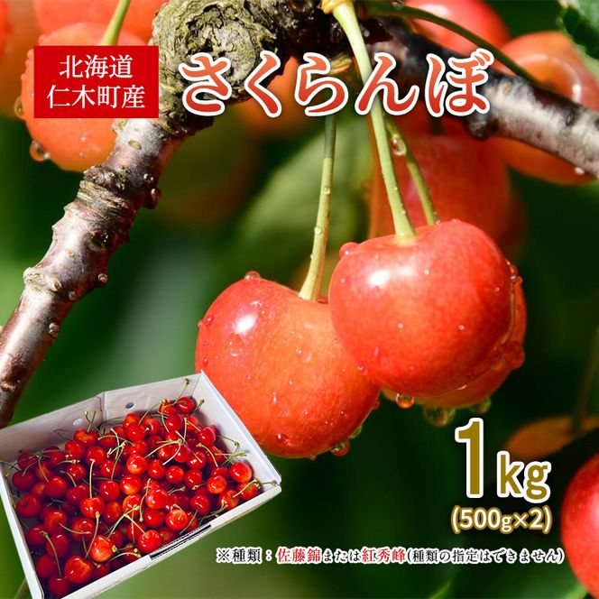 2027年発送 北海道 仁木町産 さくらんぼ 1kg (500g×2) 佐藤錦または紅秀峰 果樹 サクランボ チェリー フルーツ 果物 果物類 ギフト 仁木町 仁木 [くくり農園]