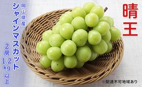 ぶどう 2026年 先行予約 シャインマスカット 晴王 2房 合計1.2kg以上  ブドウ 葡萄  岡山県産 国産 フルーツ 果物 ギフト