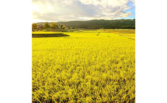 令和8年産！県認証特別栽培魚沼産コシヒカリ【農家直送！】 6kg(2kg×3袋) お米 米 コメ