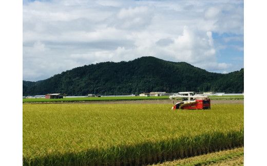 【新米　先行予約】令和8年産近江米　コシヒカリ 白米【10kg（5kg×2袋）】【V023W】