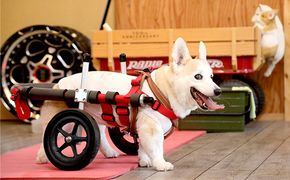 中型犬用二輪車椅子（背丈33～65cm　体重22キロ以下） 【!寄附前に事業者へ相談必要!】 雑貨 日用品 