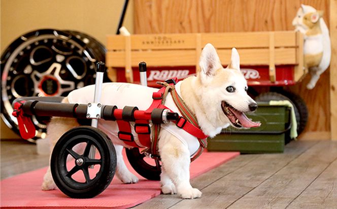 中型犬用二輪車椅子（背丈33～65cm　体重22キロ以下） 【!寄附前に事業者へ相談必要!】 雑貨 日用品 