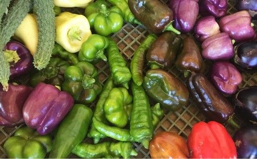 ひばり農園の無農薬ワクワク野菜セット《6月より発送開始》 【289】