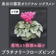 【先行予約】【長谷川園芸】オリジナル品種 シクラメン プラチナリーフ 6寸 ローズピンク【冬のギフト  フラワーギフト クリスマス 鉢花】 (AT019)