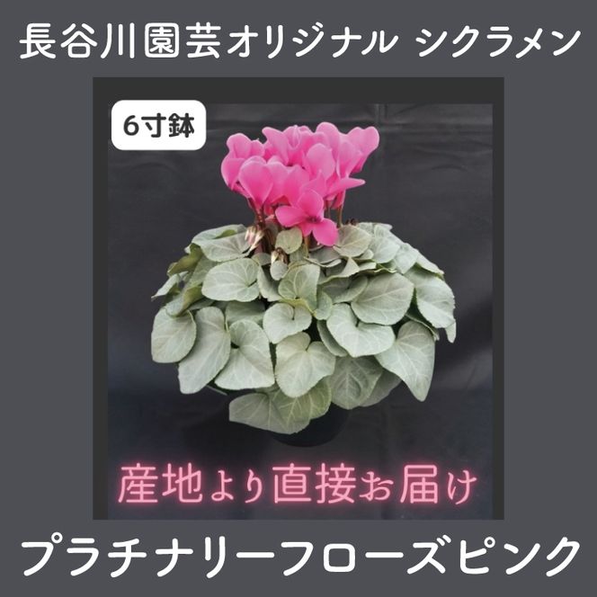 【先行予約】【長谷川園芸】オリジナル品種 シクラメン プラチナリーフ 6寸 ローズピンク【冬のギフト  フラワーギフト クリスマス 鉢花】 (AT019)