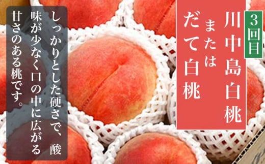 【3回定期便】小布施屋の 桃食べ比べ定期便 約1.8kg×3回 ［小布施屋］ 桃 もも モモ フルーツ 果物 冷蔵便 クール便 長野県産 令和8年産【2026年7月末～9月上旬発送】