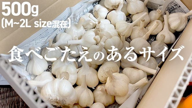 【先行予約】超芳醇 つくばみらいの土が育んだ 最上級ニンニク 500g つくばみらい市（2026年6月より発送開始） ニンニク 新ニンニク 茨城県産 国産 無化学肥料 農薬不使用 化学肥料不使用 [FA01-NT]