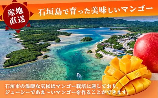 【2025年発送 先行予約】「紅福姫ブランド」石垣島のマンゴー 2kg 3〜5玉【沖縄県 石垣市 産地直送 旬 石垣島産 マンゴー 完熟マンゴー アーウィン種マンゴー】OT-5