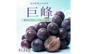 紀州有田産の巨峰ぶどう約３kg【先行予約】【2026年8月下旬以降発送予定】AN020