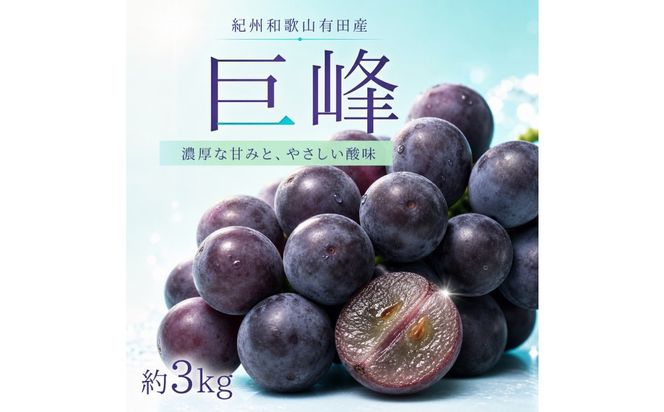 紀州有田産の巨峰ぶどう約３kg【先行予約】【2026年8月下旬以降発送予定】AN020