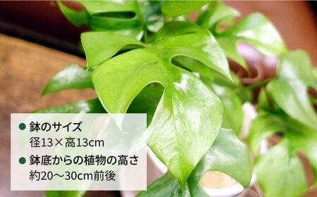 葉に切れ込みが入ったモンステラの小型品種『 ヒメ モンステラ 』 糸島市 / cocoha [AWB034] ヒメモンステラ おしゃれ 小型 可愛い 観葉植物 グリーン 緑 植物 インテリア