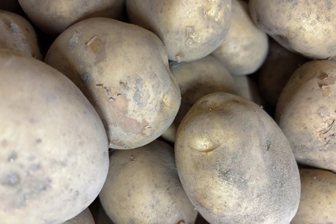 自然栽培じゃがいも 2.5kg 京都・京丹後産 自然栽培 旬野菜　じゃがいも 芋 いも 野菜 やさい 根菜 旬 京都 京丹後 自然栽培 農薬不使用　AB00009
