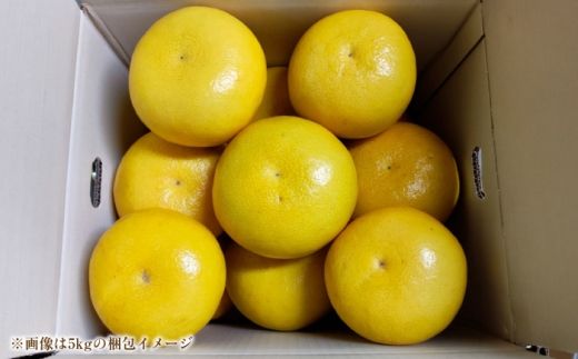 先行予約】土佐文旦家庭用 約20kg 2L-4Lサイズ混合＜2027年1月中旬から