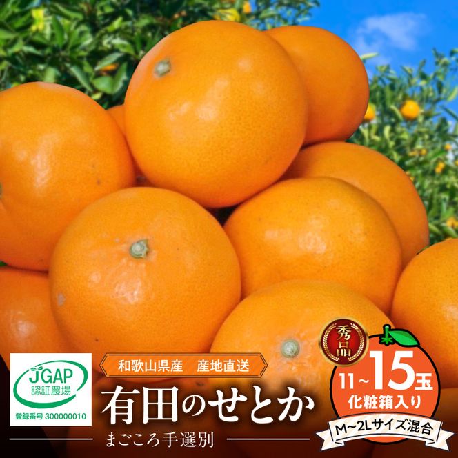 【2027年先行予約】湯浅町産せとか11～15玉（M～2Lサイズ混合）化粧箱入り秀品【まごころ手選別】_ZE6401n