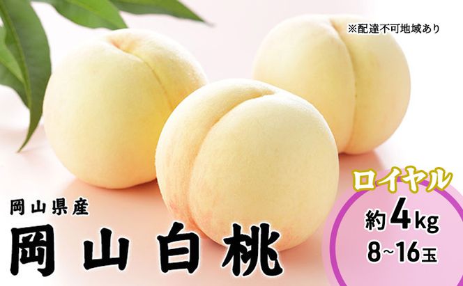 桃 2026年 先行予約 岡山 白桃 ロイヤル 8～16玉 4.0kg 岡山県産 JAおかやまのもも モモ 岡山県産 国産 フルーツ 果物 ギフト 