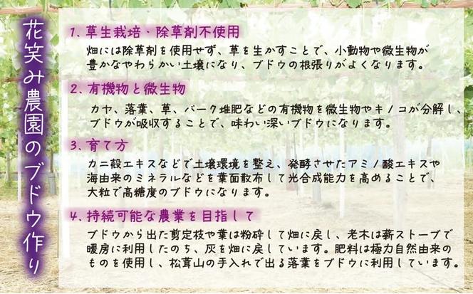 【2026年先行予約】 岡山 花笑み農園の『BKシードレス』家庭用2kg（3～6房） 2026年9月中旬～ 受付順に発送予定 【hana029-02】