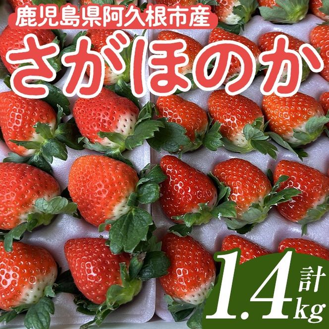 ＜先行予約受付中！2025年1月以降順次発送予定＞鹿児島県産 いちご さがほのか (1.4kg) イチゴ 苺 鹿児島県産 国産 ハウス栽培 フルーツ デザート 果物 手作業 数量限定 期間限定 旬 【切通優】a-15-50-z