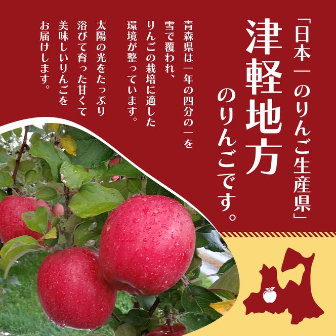 3月発送  家庭用 サンふじ 約10kg【訳あり】【原正りんご 青森県産 津軽産 リンゴ 林檎】 果物類 希少 葉取らず 完熟 JGAP認証 安心 丸かじり 甘い 高糖度 