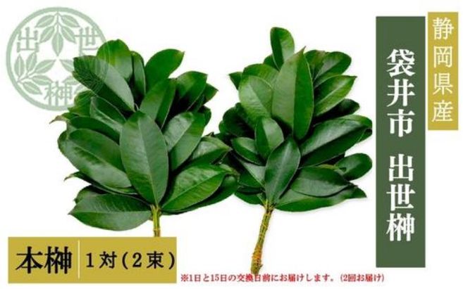 袋井市　出世榊　本榊　純国産　1対（2束）※1日、15日の交換に間に合うように配送　榊 さかき サカキ 神棚 お供え 国内産 日持ち 大きい 艶やか 静岡県