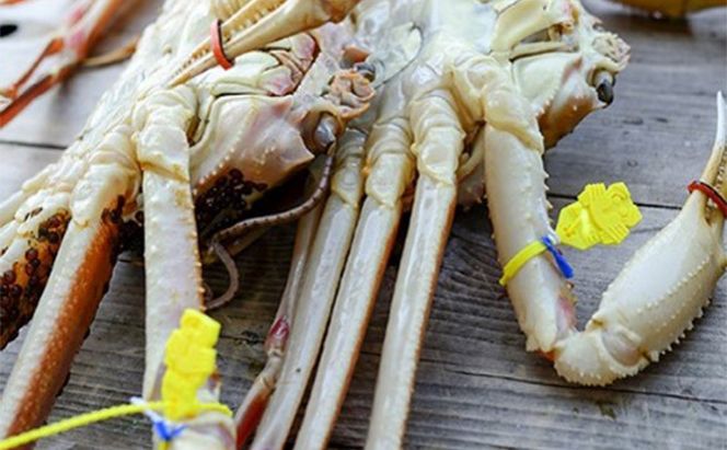 茹で越前ガニ【年末お届け】食通もうなる本場の味をぜひ、ご堪能ください。越前ガニ 約800g＋セイコガニ3杯 越前がに 越前かに 越前カニ カニ ボイルガニ 蟹 