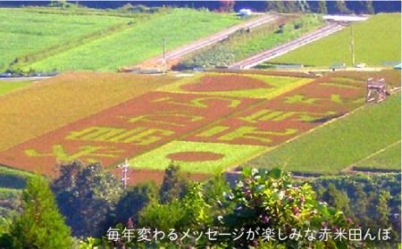 全5回 定期便 （月1回） 雑穀米 健康 ごはんの お米 セット 二丈赤米産直センター [ABB020] 雑穀 国産 米 黒米 赤米 栄養満点 もち もち黒米 古代米 定期便