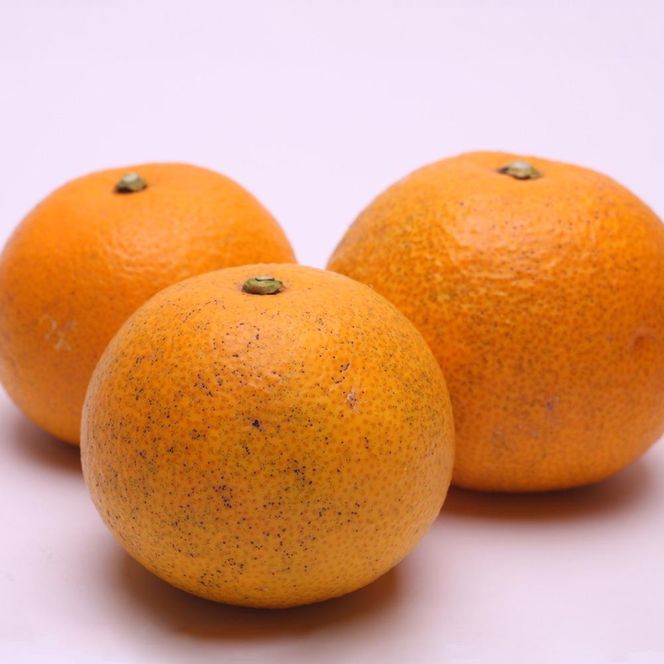 ［先行予約］家庭用 樹上完熟はっさく1.5kg+250g（傷み補償分）［有田の春みかん・五月八朔・木生りはっさく］［光センサー選別］［訳あり・わけあり］ CZ192