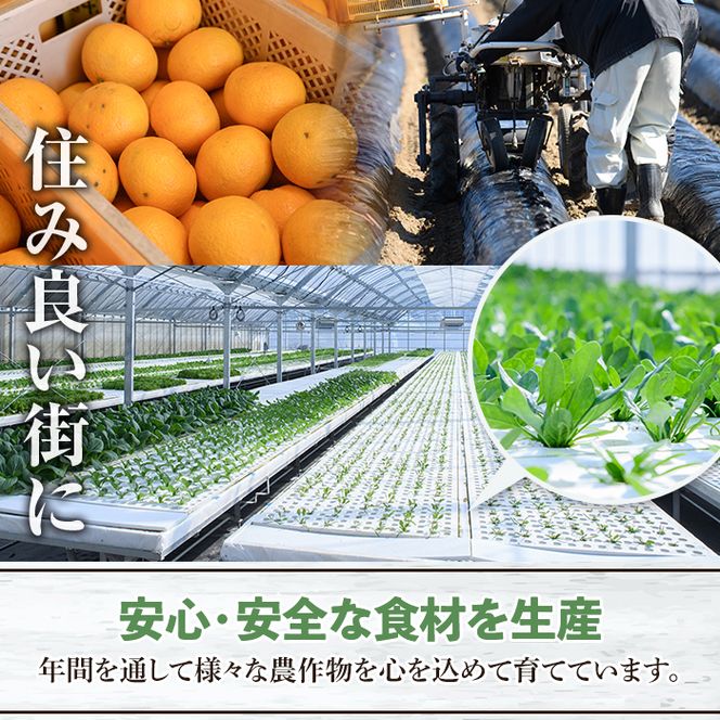 訳あり！鹿児島県産さつまいも「紅はるか」(計10kg) 大容量 国産 熟成 詰め合わせ 野菜 さつま芋 焼芋 鹿児島産 大小混合 期間限定 常温保存【合同会社グッドフィールド】akn056-08