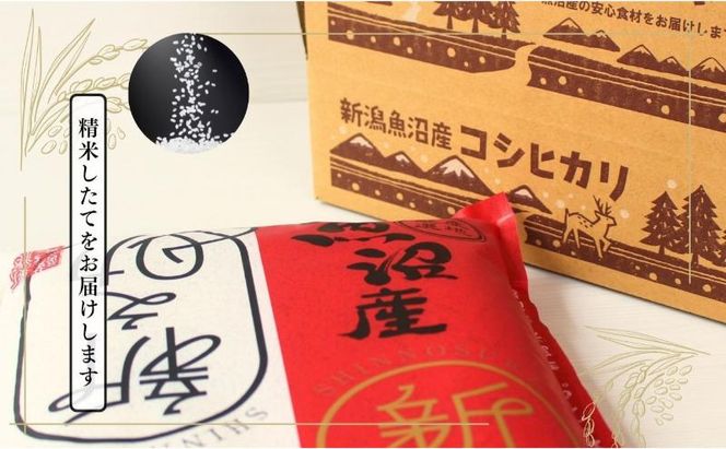 【定期便全3回毎月発送】魚沼産新之助(精米)　5kg 米 定期 新潟 十日町市