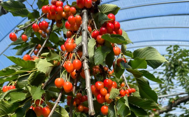 北海道仁木町産 さくらんぼジャム 120g×4本 [iori farm] 栽培期間中 除草剤不使用