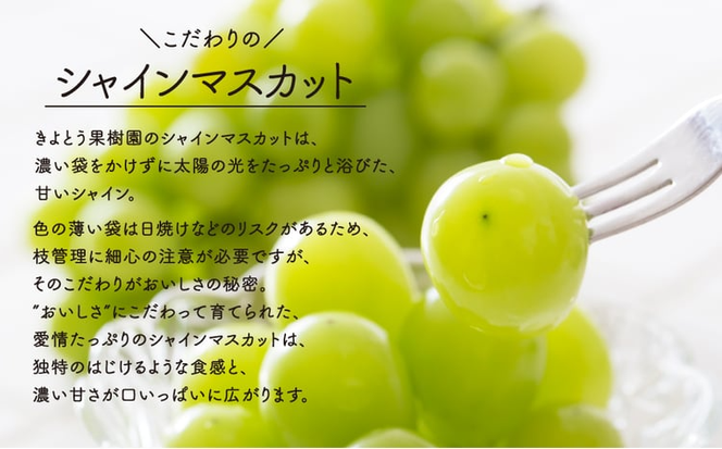【2026年先行予約】シャインマスカット 特大２房入/計1.3kg~ (岡山県産) 【KF-B014-03】