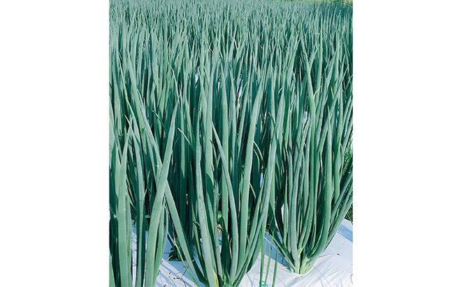 【4か月定期便】生産農家直送 京野菜・九条ねぎ2kg〈定期便 ねぎ ネギ 葱 九条ねぎ 京野菜 京都 新鮮 甘い 農家直送 野菜〉 4ヶ月 4回 