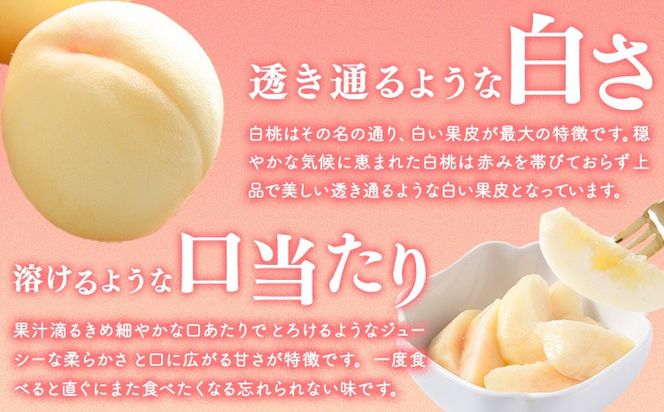 【2026年先行予約】桃 ぶどう 詰合 岡山白桃 2玉(1玉220g以上) ニューピオーネ1房(1房480g以上) シャインマスカット 晴王 1房(1房480g以上) 化粧箱入 株式会社山博《2026年7月下旬-8月中旬頃出荷》岡山県 笠岡市 フルーツ 果物 葡萄 マスカット もも お取り寄せ【配送不可地域あり】---Y-34a---