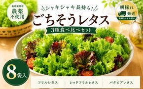 099H2937 【朝採れ発送】ごちそうレタス 3種食べ比べセット（8袋・栽培期間中農薬不使用）