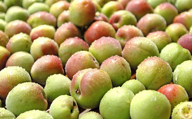 福井の紅映梅のすっぱい梅干し　プラ容器入り（400ｇ）　甘くない梅干し 