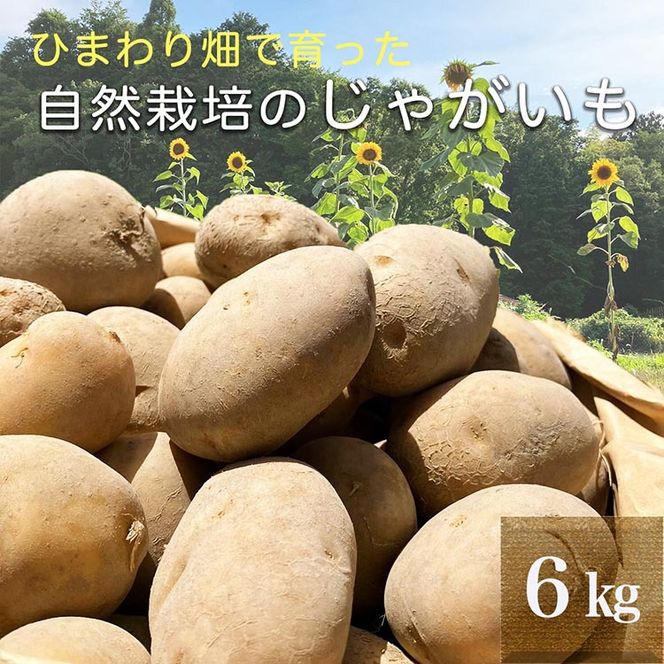 ひまわり畑で育った自然栽培のじゃがいも 6kg 京都府・亀岡産 かたもとオーガニックファームよりお届け ｜ 訳あり じゃがいも 芋 小さめ サイズ小 野菜 産地直送 ※離島への配送不可