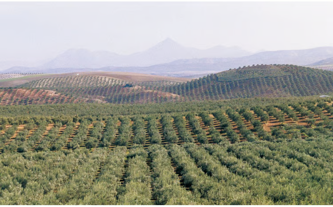 エキストラバージン オリーブオイル 大容量 5Ｌ ふるさと納税限定品 食用油 オリーブ油 植物オイル 植物油 サラダ ドレッシング パスタ フルーティー グリーンな風味 [№5735-1831]