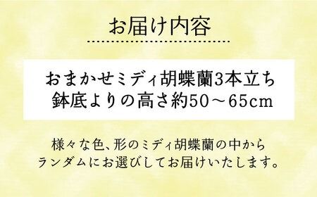 おまかせ 胡蝶蘭 ( ミディ 胡蝶蘭 3本立 ) 糸島市 / はざま園芸 [AND005] 胡蝶蘭 お祝い ギフト 贈答 洋蘭 開店祝い 新店 祝い 白